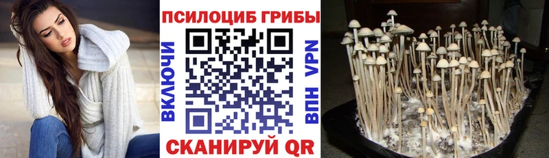 Псилоцибиновые грибы GOLDEN TEACHER  даркнет телеграм  Кинешма  цена  